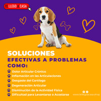 Scipet™ Movilidad y Alegría para tu Perro