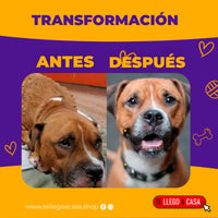 Scipet™ Movilidad y Alegría para tu Perro