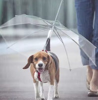 PawProtector Parasol™ PawSombrilla