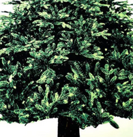 Holiday Wall Tree ™ Árbol Mágico de Navidad