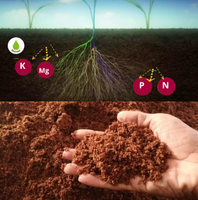 BioHerbicida Kill Grass™️ Mata malas hierbas sin dañar tus plantas