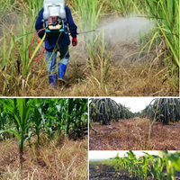 BioHerbicida Kill Grass™️ Mata malas hierbas sin dañar tus plantas