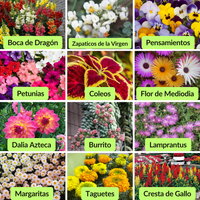 Paraíso Floral™️ 150 semillas orgánicas + 4 obsequios para tu jardín