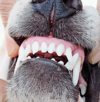 FreshPaws Dental™ Refrescador de Aliento Canino