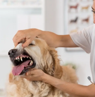 FreshPaws Dental™ Refrescador de Aliento Canino