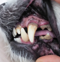 FreshPaws Dental™ Refrescador de Aliento Canino