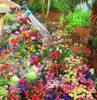 Paraíso Floral™️ 150 semillas orgánicas + 4 obsequios para tu jardín