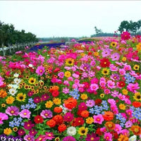 Paraíso Floral™️ 150 semillas orgánicas + 4 obsequios para tu jardín