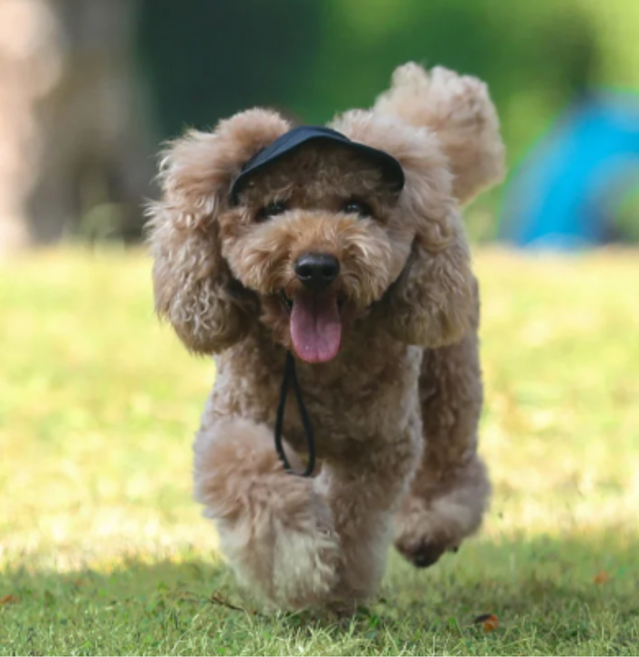 Gorra PetSun™ Protección Solar para Perros