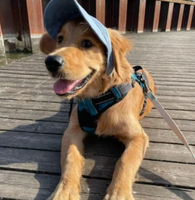 Gorra PetSun™ Protección Solar para Perros