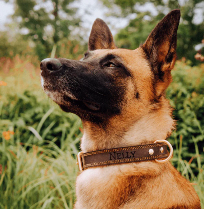 Collar de cuero para tu mascota™ Dale a tu perro el collar que merece