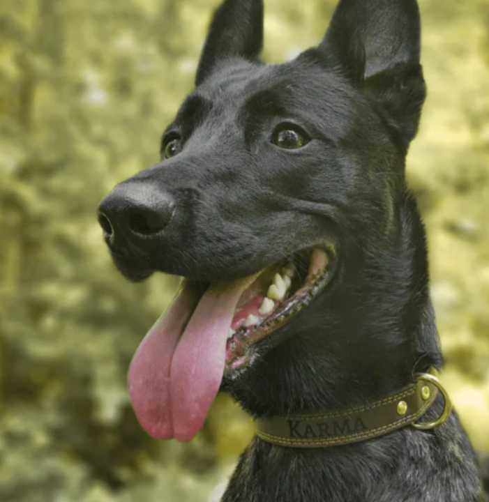 Collar de cuero para tu mascota™ Dale a tu perro el collar que merece